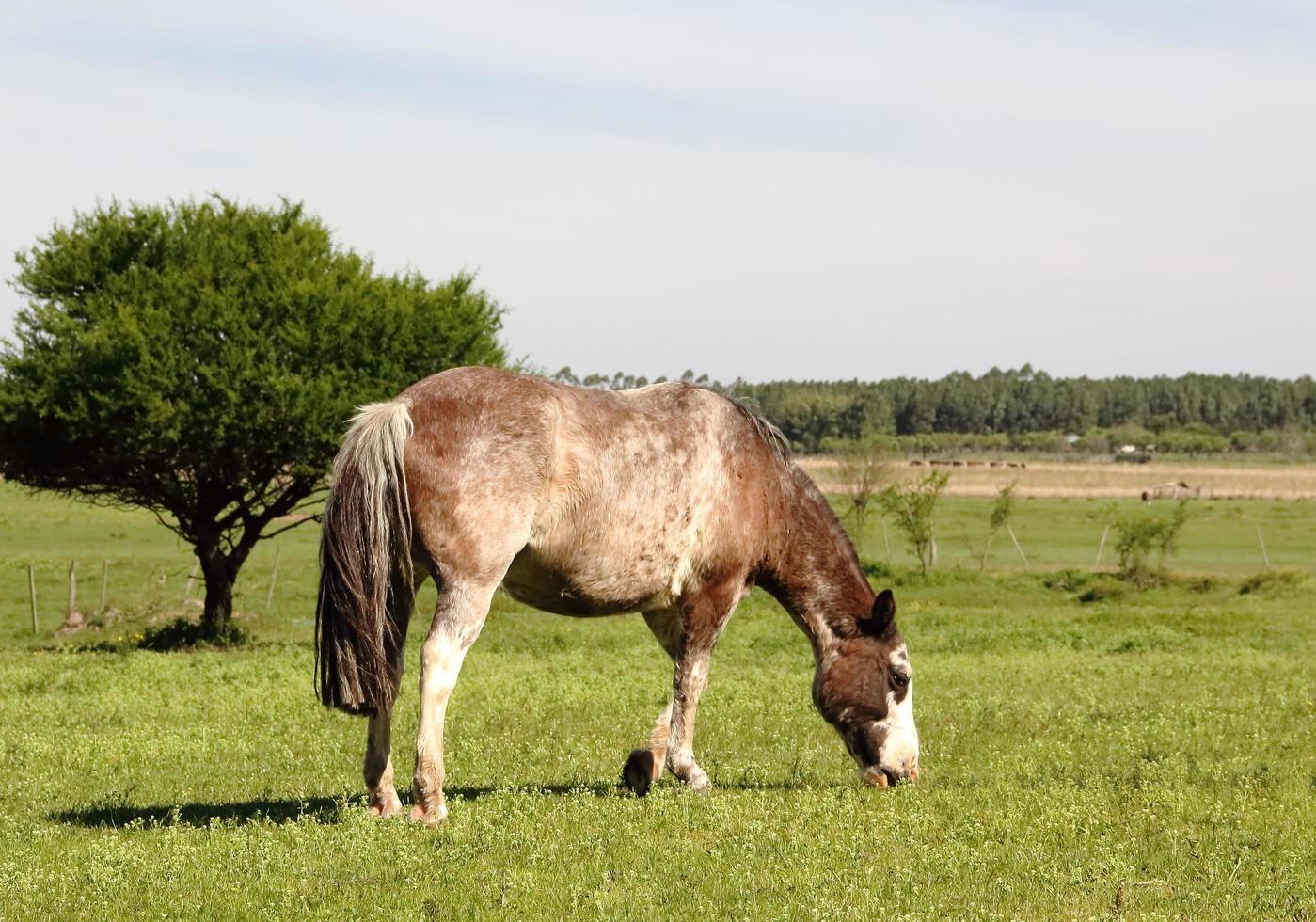 caballos pastando en el prado en primavera foto