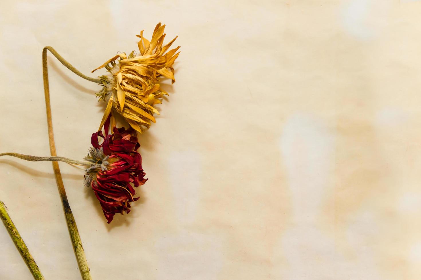 concept of passing time with wilted flowers on old papers photo