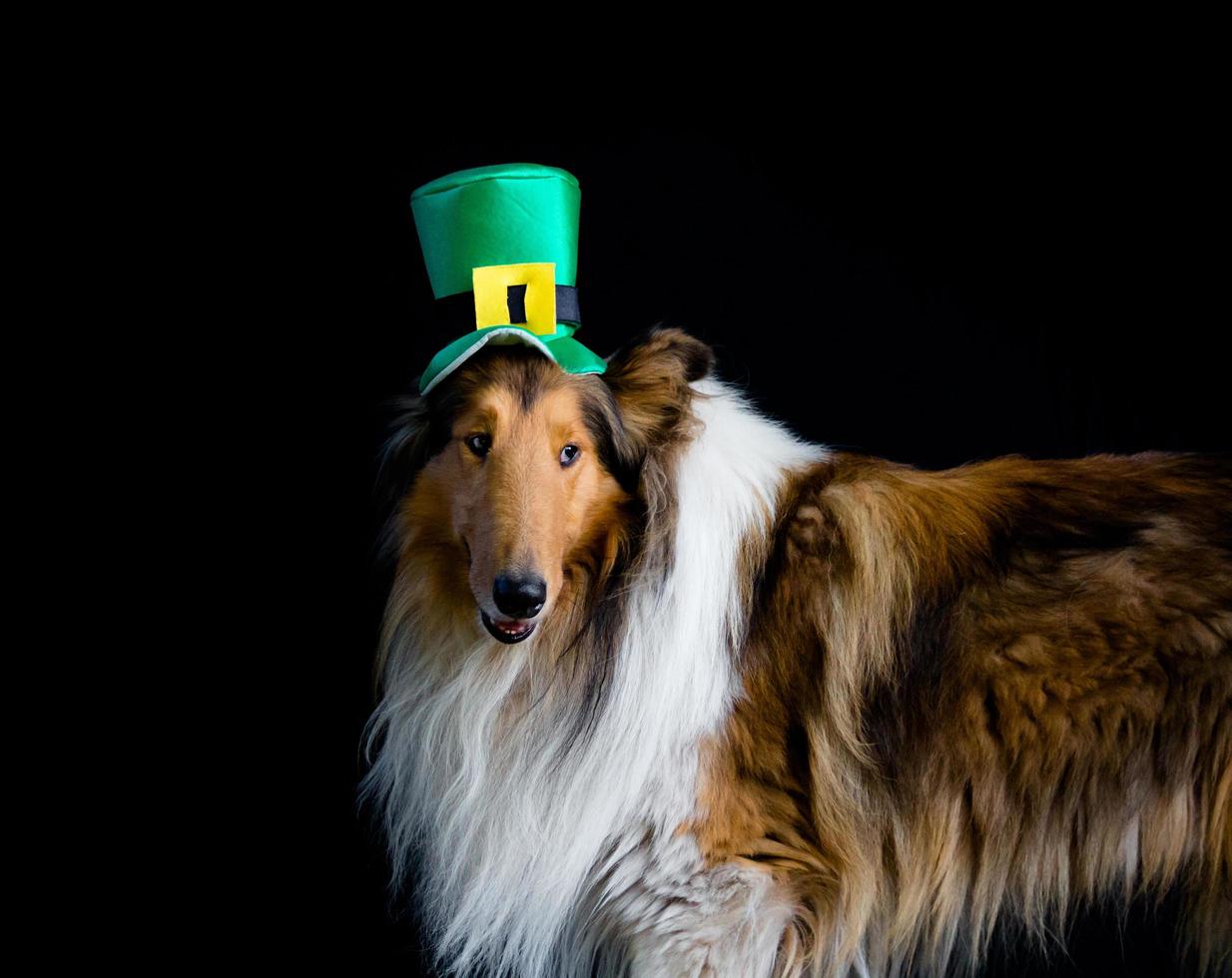 portrait of a Rough Collie dog with saint patrick's day top hat photo