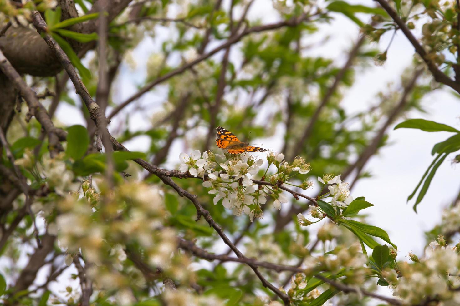 butterfly perched on the branches of the flowering plum photo