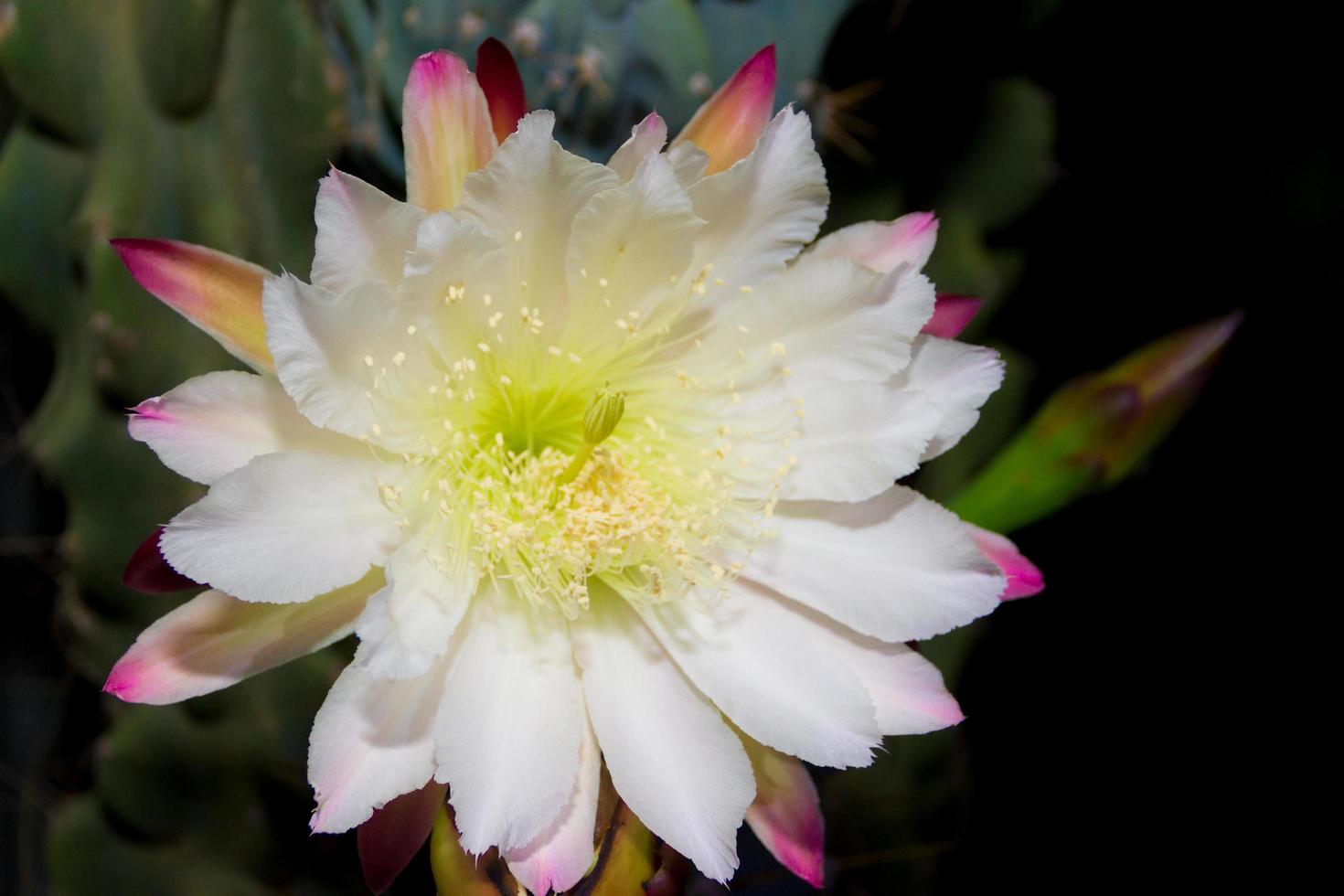 The white flower of the cactus cereus blooming at night 18730794 Stock