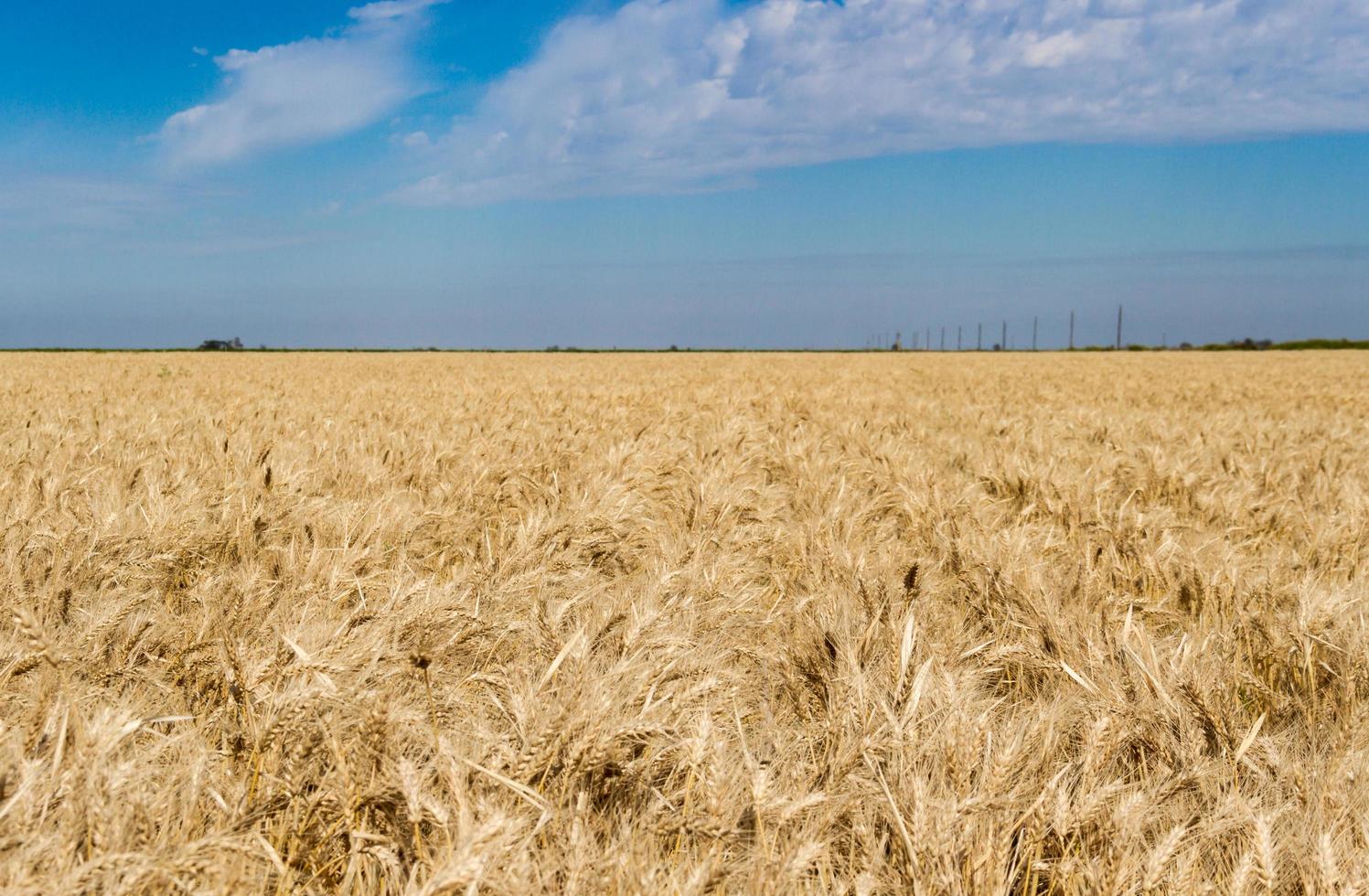 the golden wheat under the sun in the field plantations photo