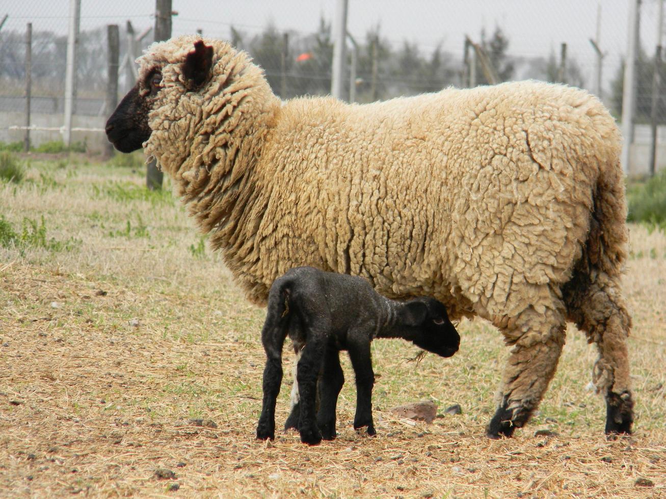 sheep farm in pampas argentina, province of santa fe photo