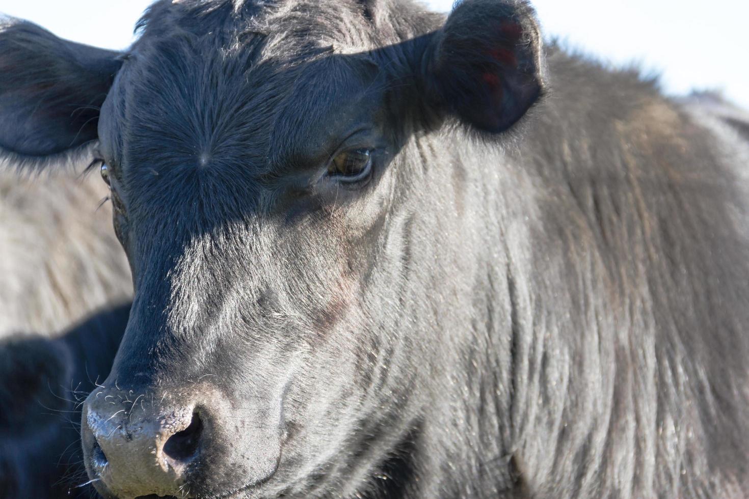 portraits of black cows grazing in the Argentine countryside photo