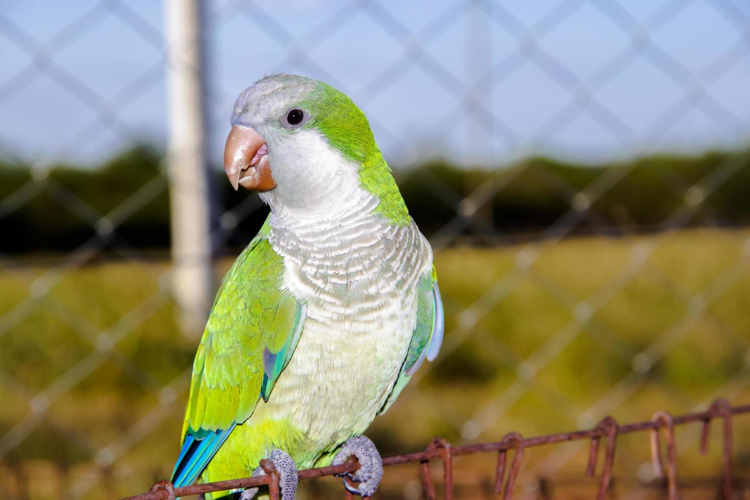 parrot with green feathers on the farm and blue photo