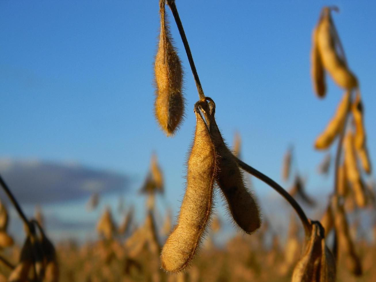 detail of the soybean pod in the plantation of the field photo