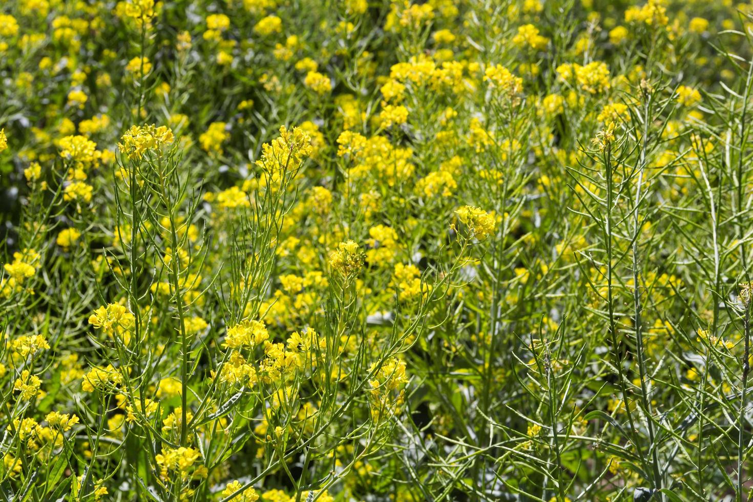 vista de una plantación de mostaza en flor foto