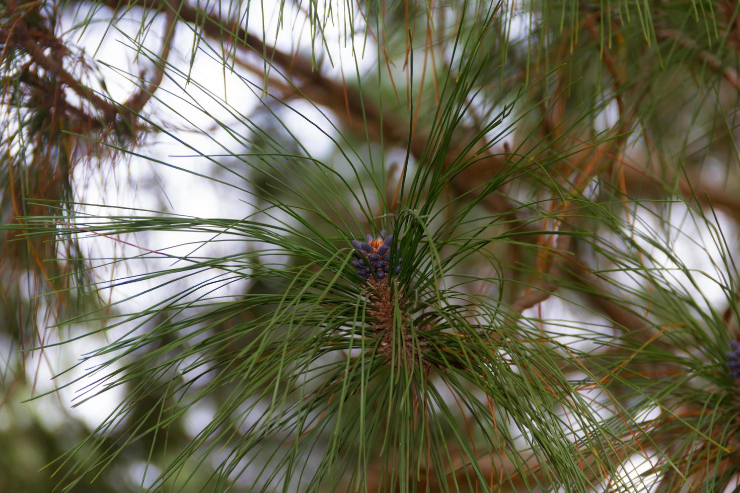 pineapple ripening on the pine in autumn photo