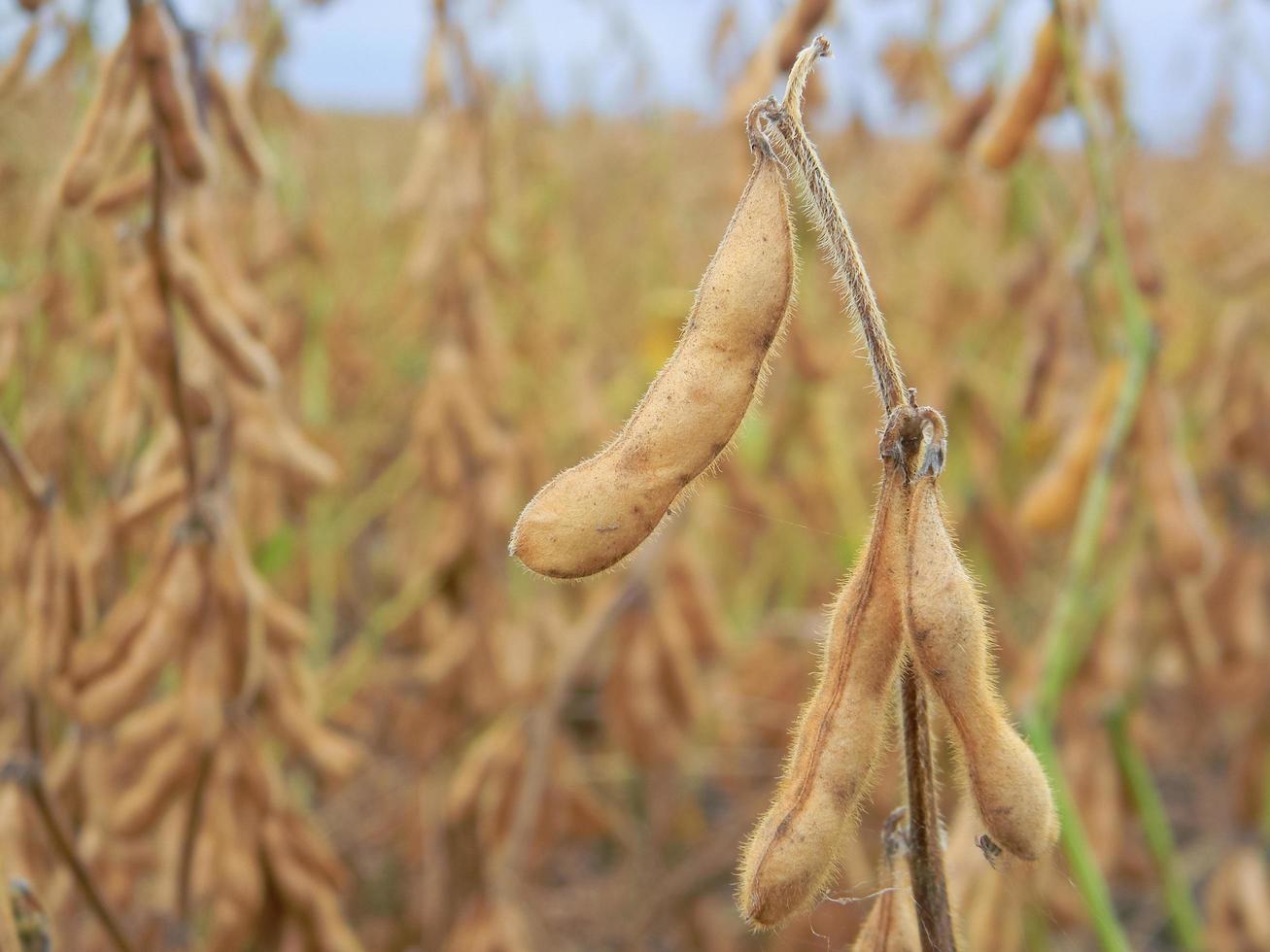 detalle de la vaina de soja en la plantación del campo foto