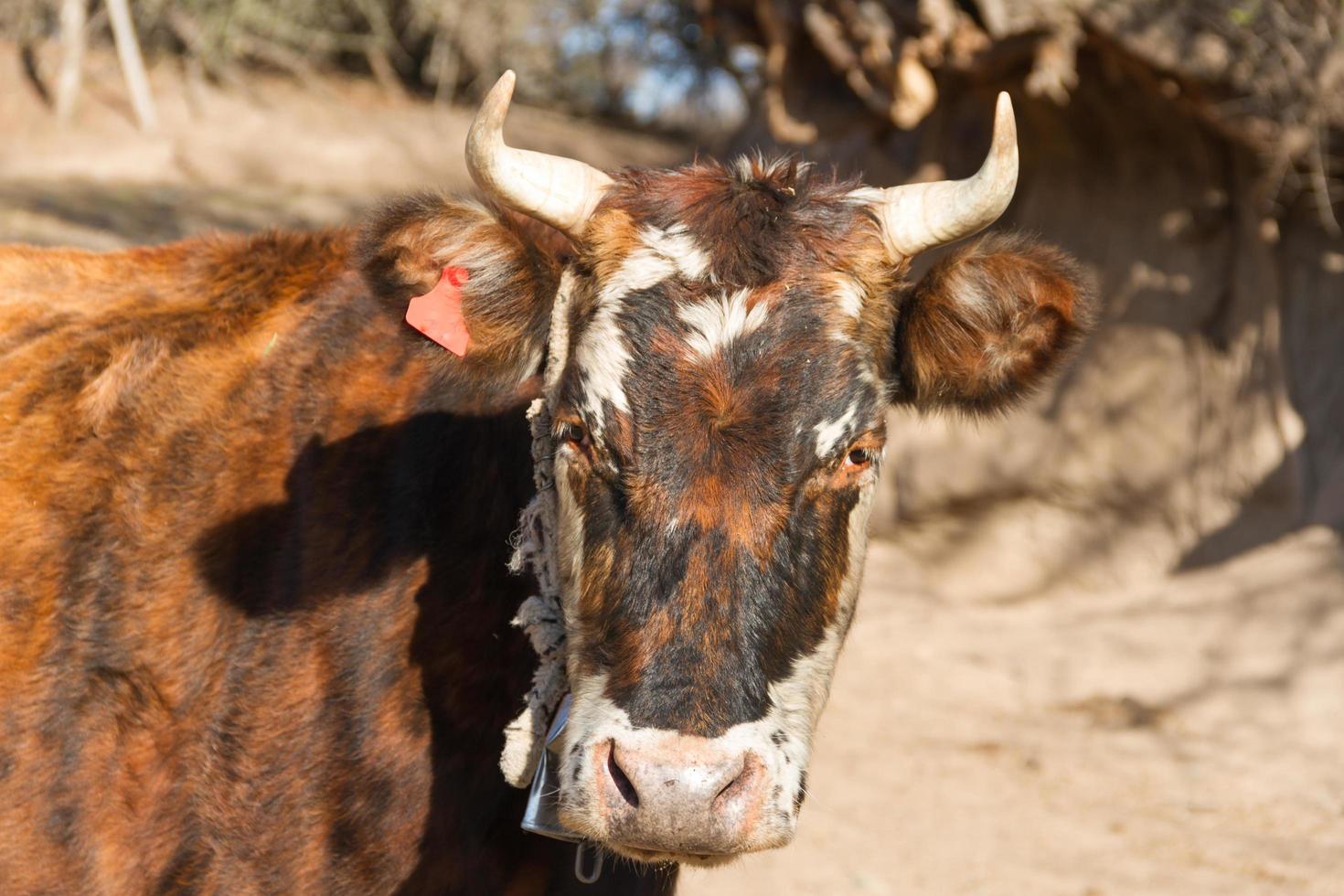 portrait of dairy cow sitting in the field photo