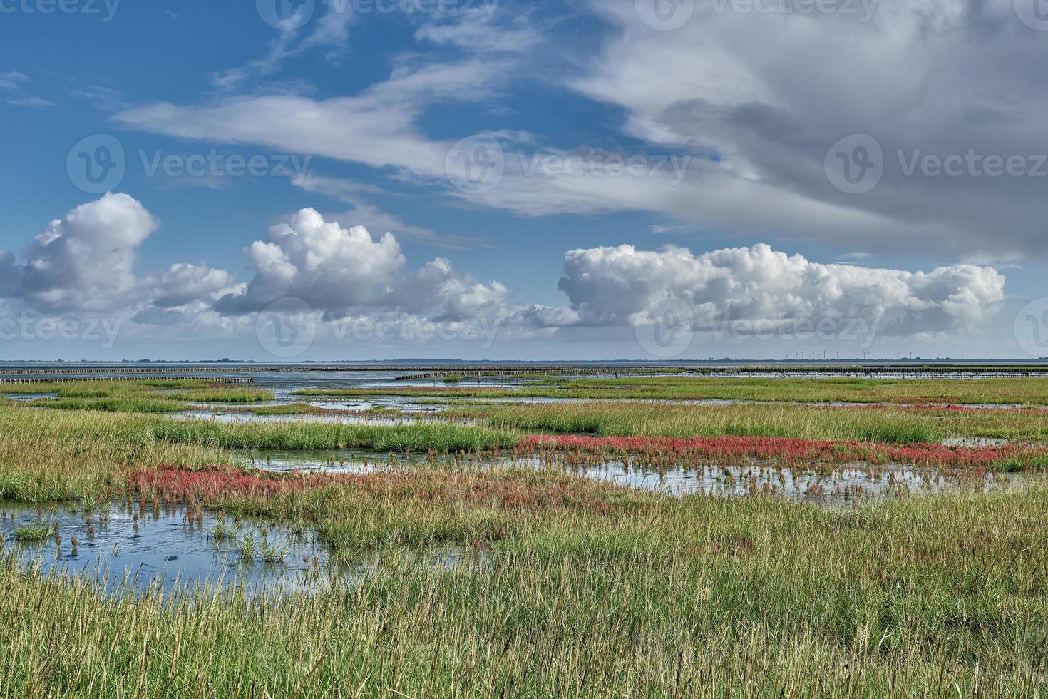 Salt Marsh on Eiderstedt Peninsula,North Sea,North Frisia,Germany photo