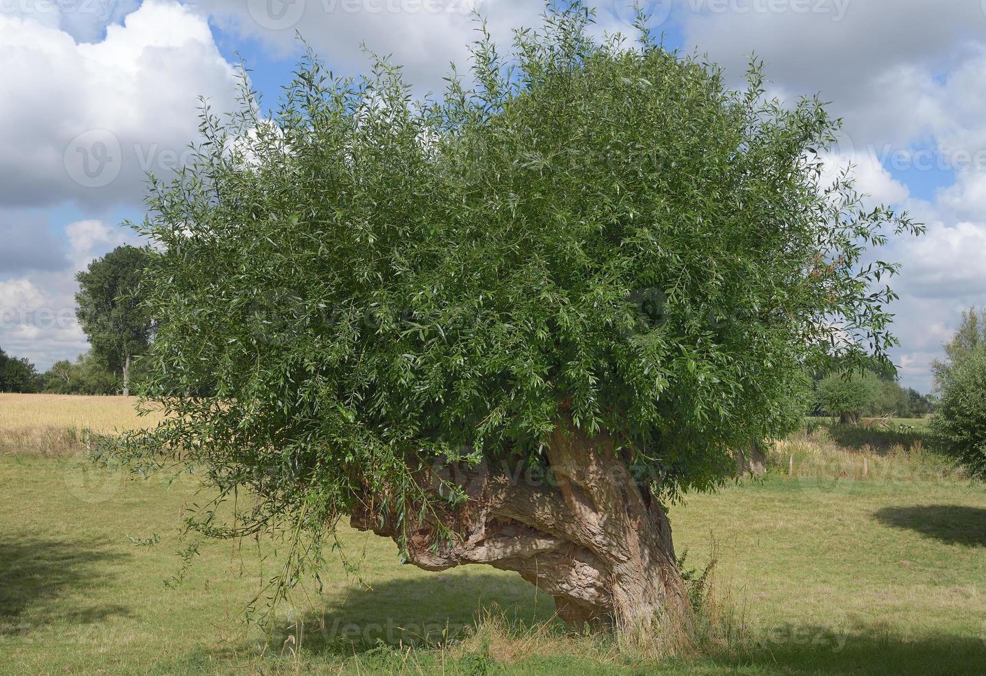 Pollard sauce --salix-- en himmelgeister rheinbogen reserva natural en el río Rin, cerca de Düsseldorf, Alemania foto