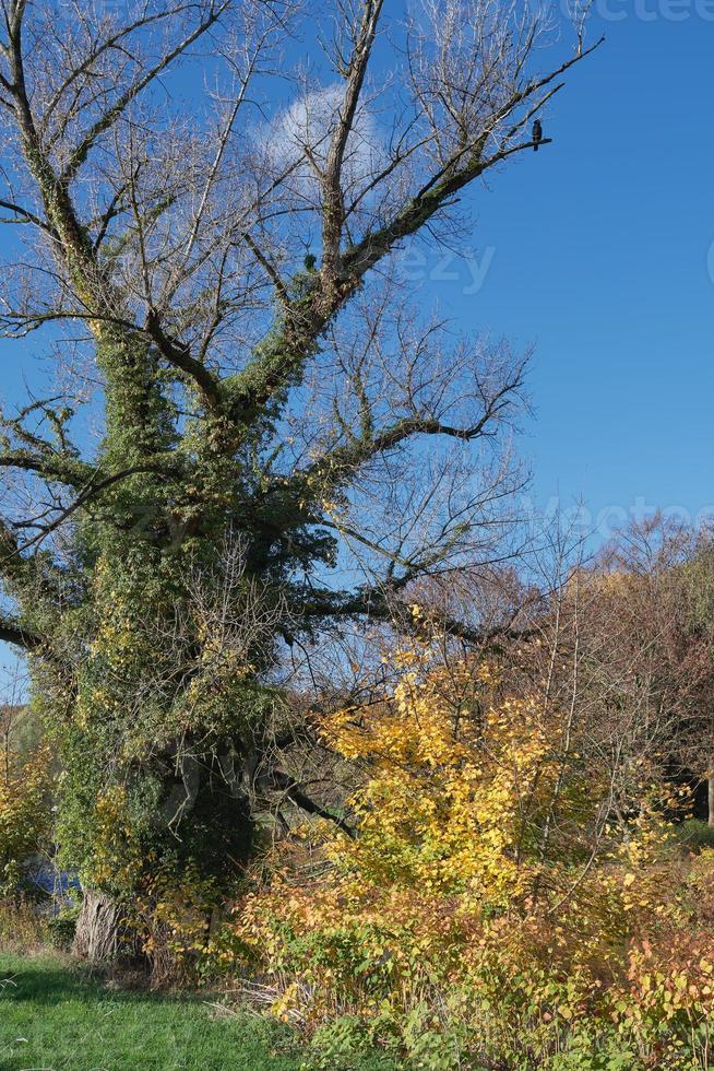 autumnal Landscape at River Wupper,Bergisches Land,Germany photo