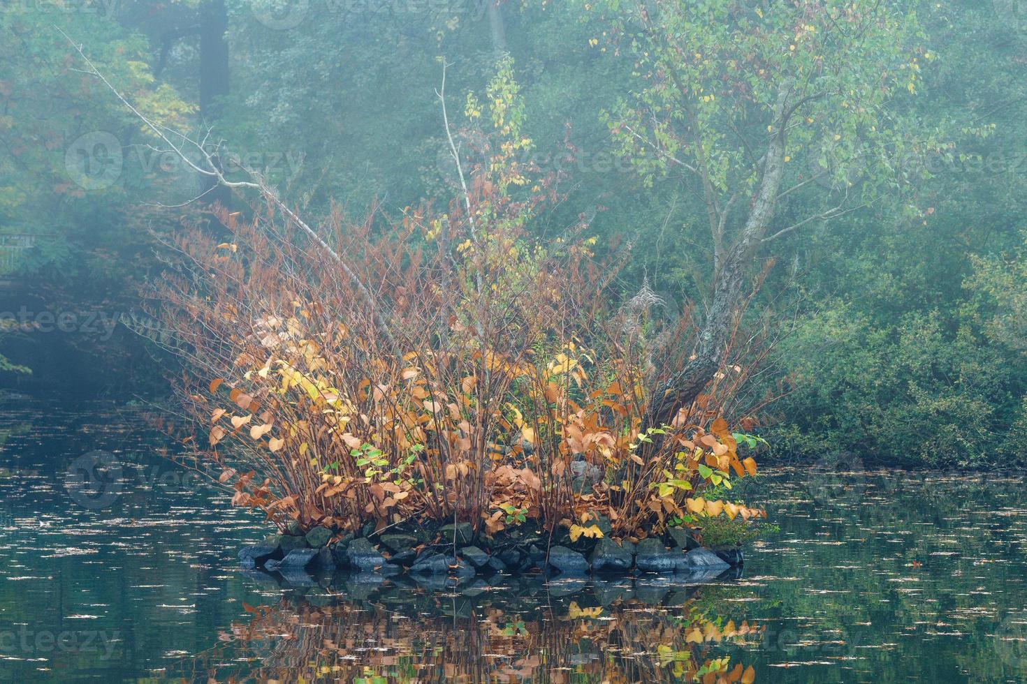 autumn morning with fog in Ohligser Heide Nature reserve,Bergisches Land,Germany photo