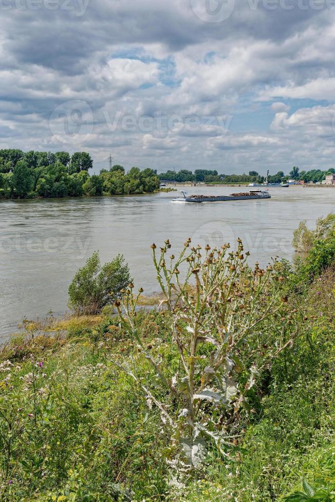 cotton thistle or scotch thistle --Onopordum acanthium-- at Rhine River Germany photo