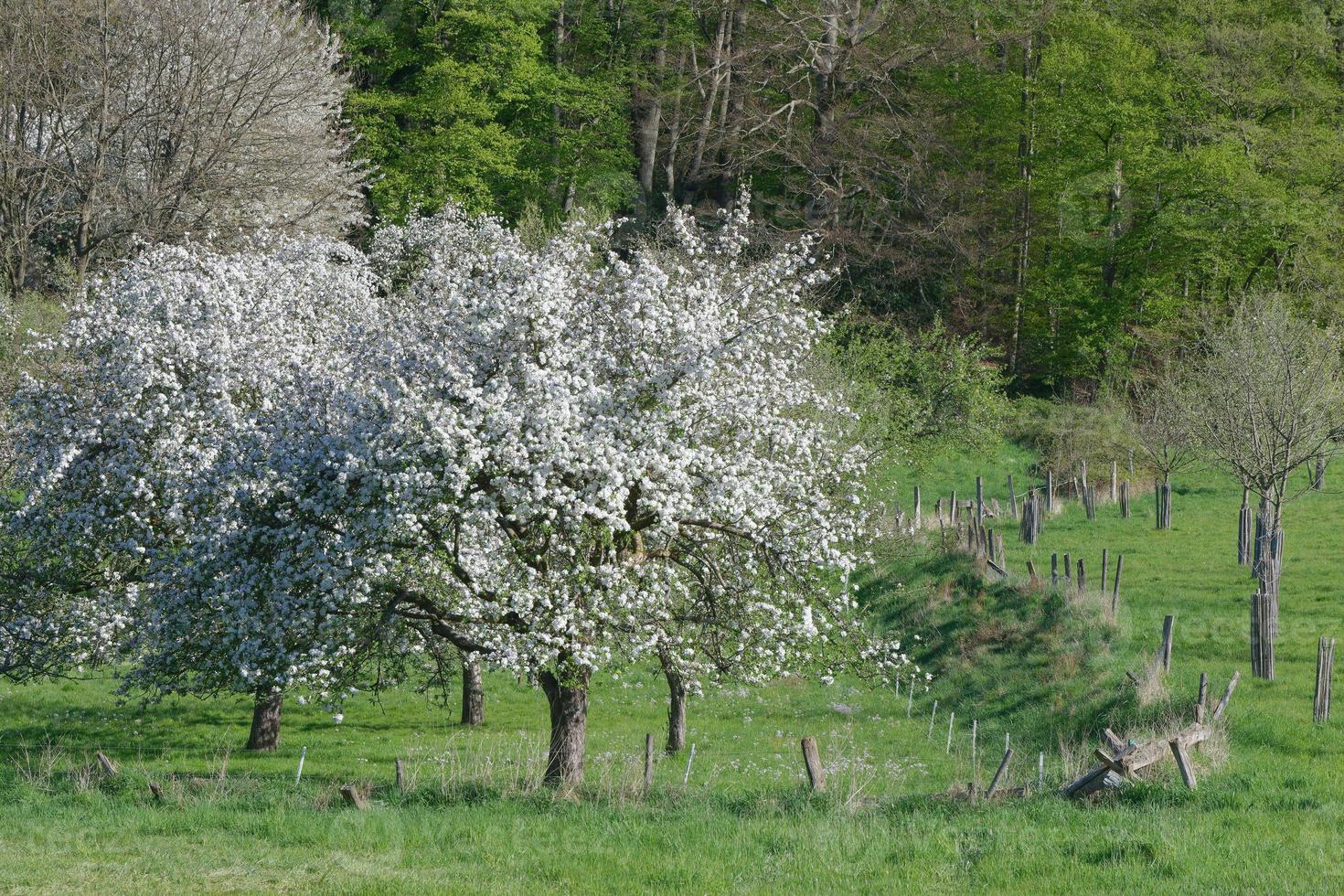 Fruit Trees in bloom,Solingen-Unterrueden,Bergisches Land,Germany photo