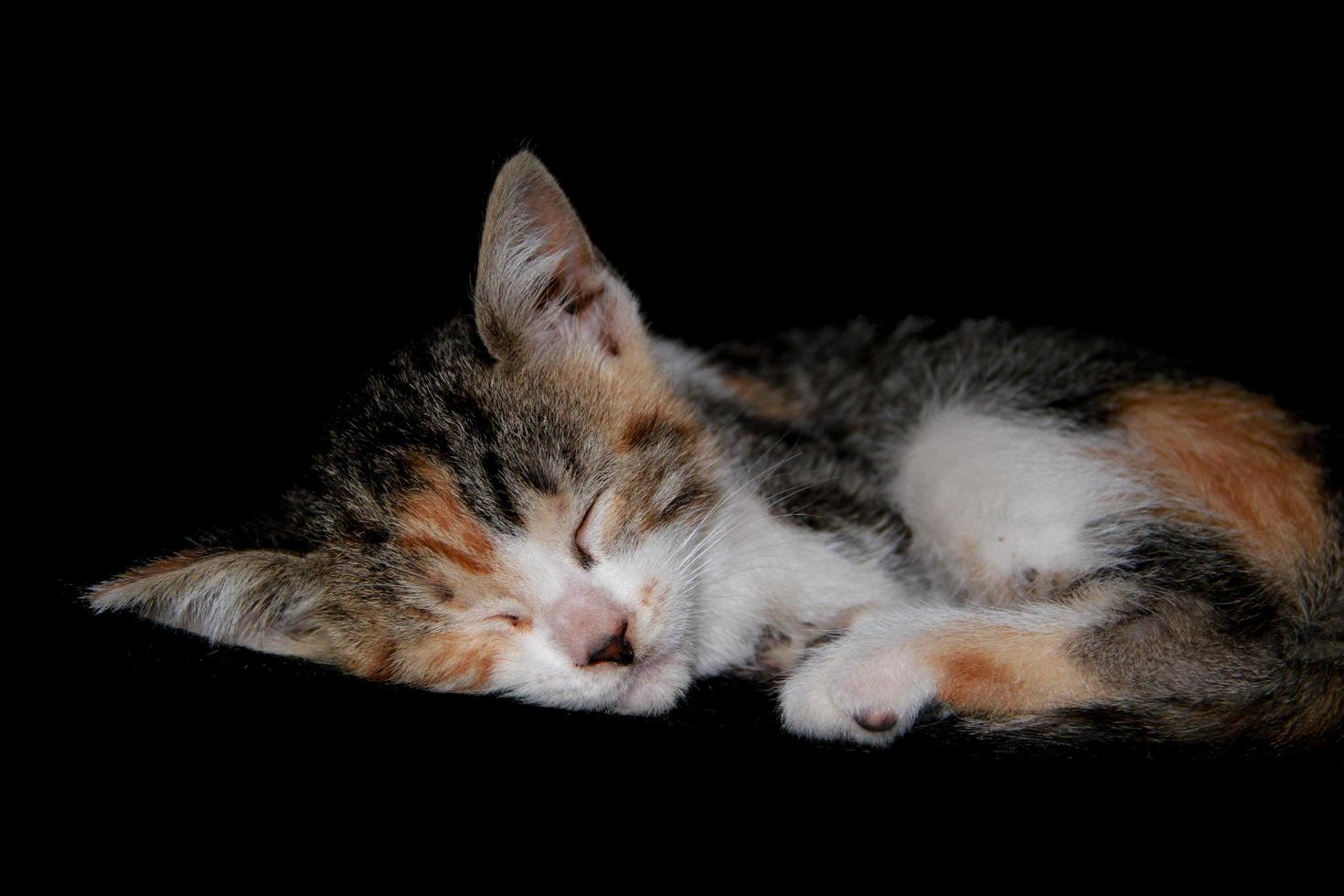 hermoso retrato de gatito durmiendo y jugando sobre fondo negro foto