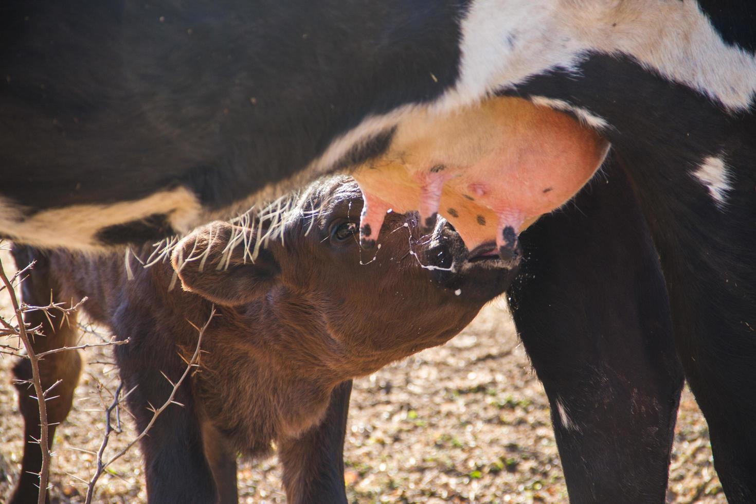 calf sent milk from the cow in the field photo