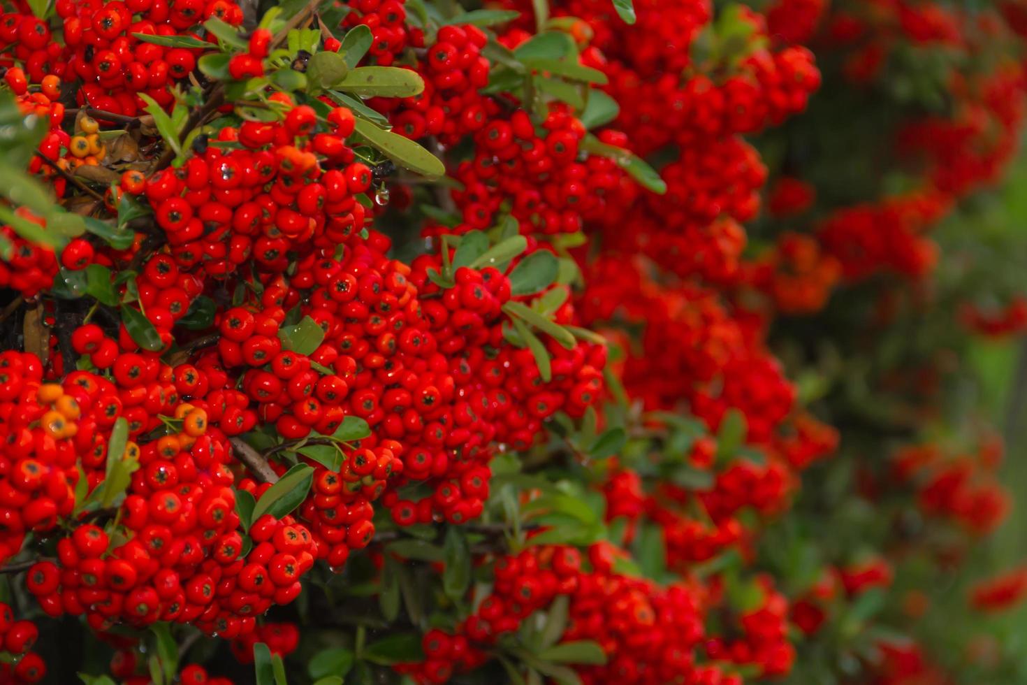 ornamental shrub of red berries in autumn with raindrops photo