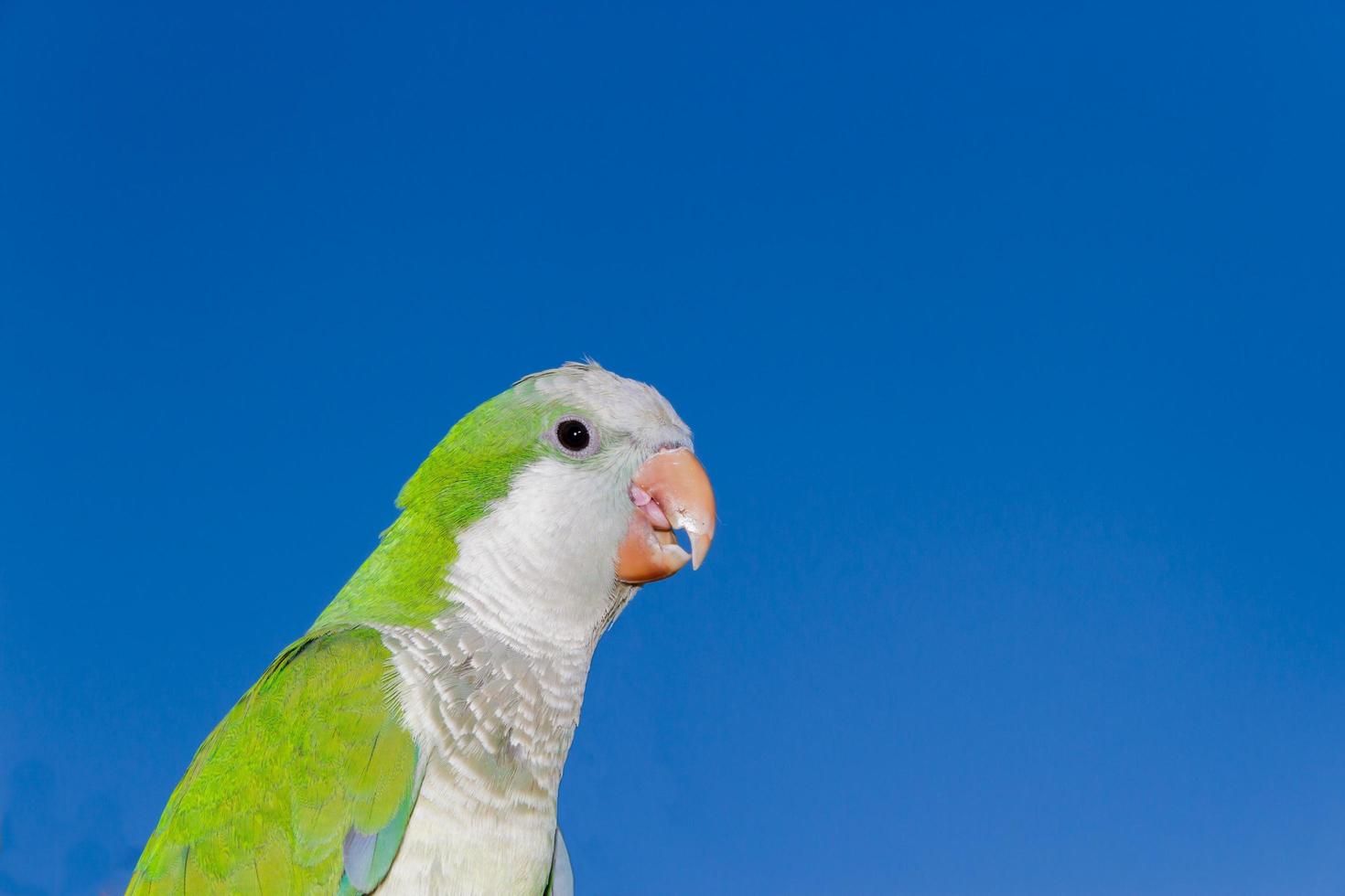 parrot portrait of green and blue feathers blue sky background photo