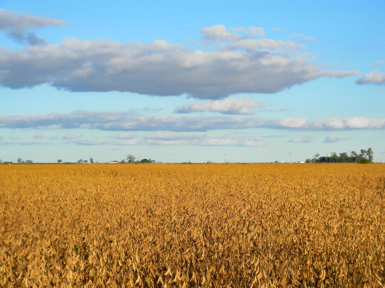 paisaje de campo con plantaciones de soja madura foto