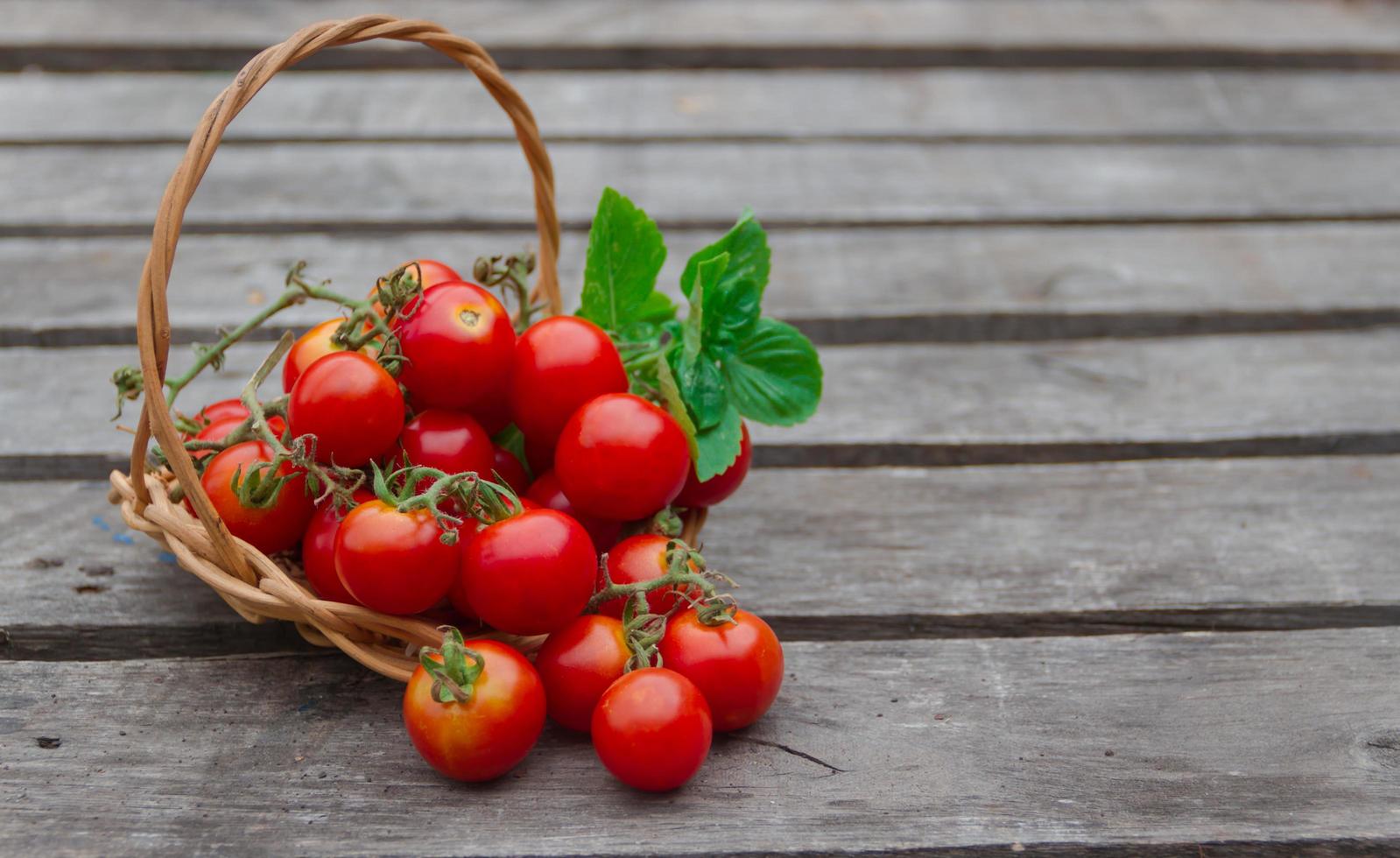 tomates cherry frescos, albahaca y orégano sobre fondo rústico de madera envejecida foto