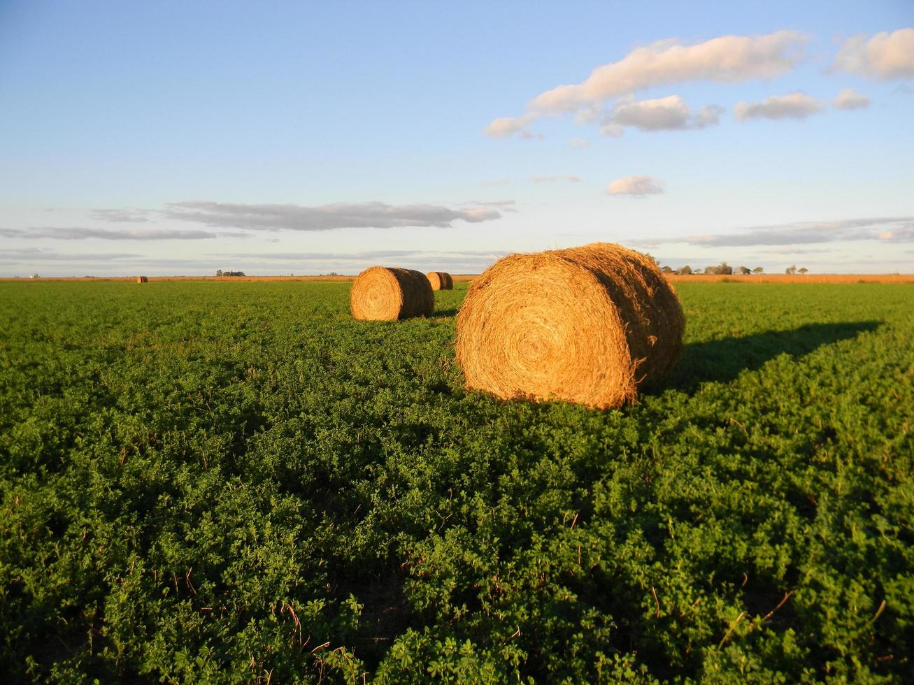 rollos de alfalfa en el campo argentino en otoño foto