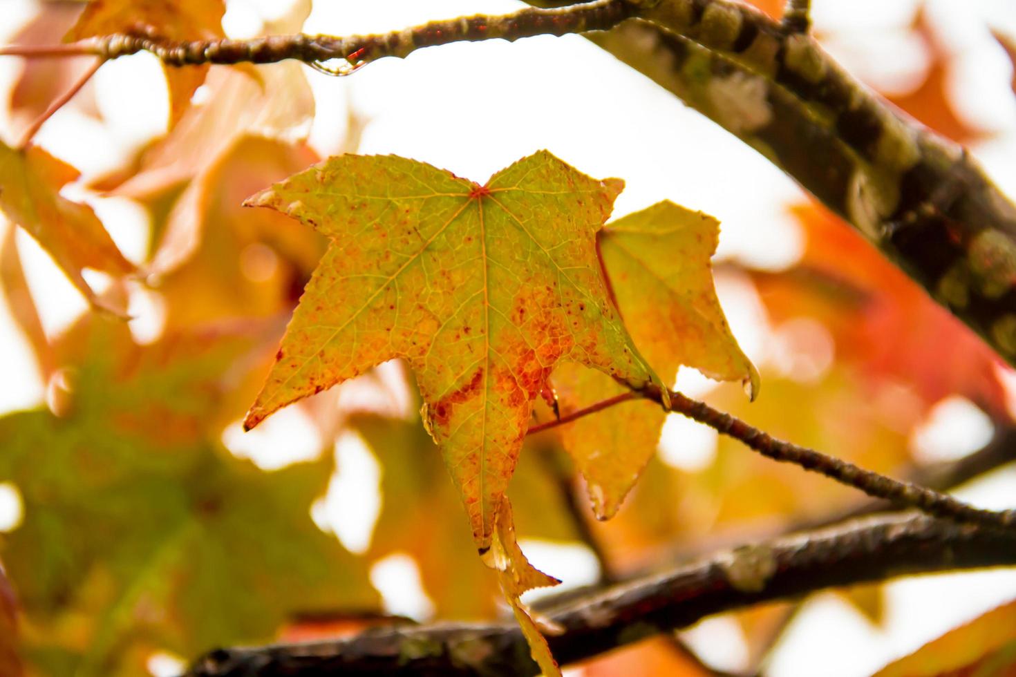 green yellow and red autumn leaves under the rain photo
