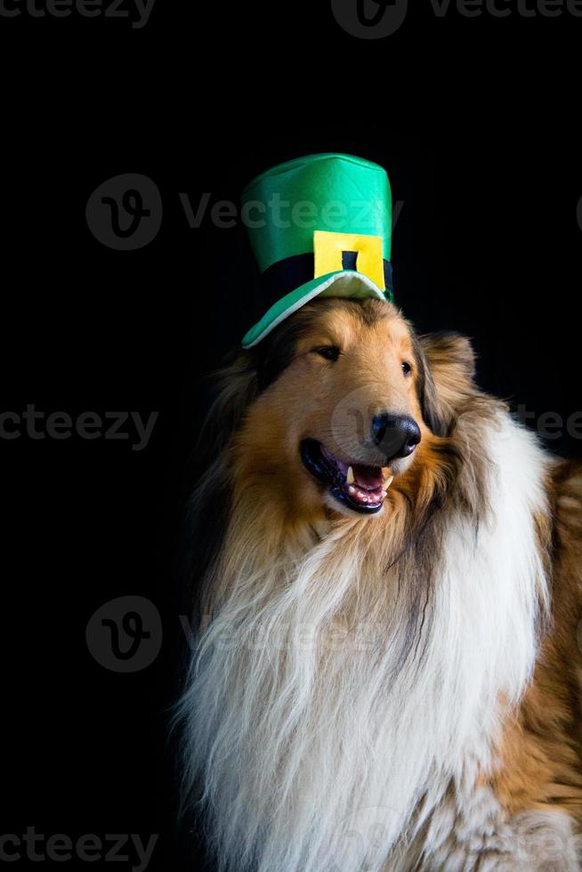 portrait of a Rough Collie dog with saint patrick's day top hat photo