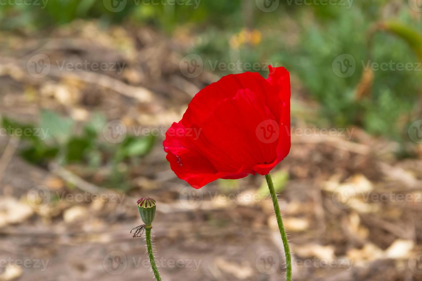 detail of the red poppy floret in the spring photo