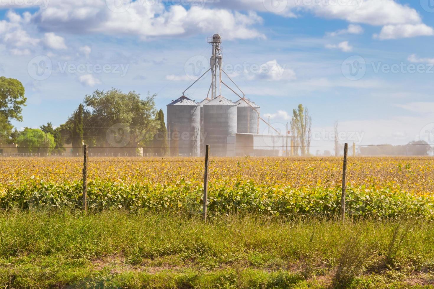 Soybean plantation in the field with defocused silos in the background photo