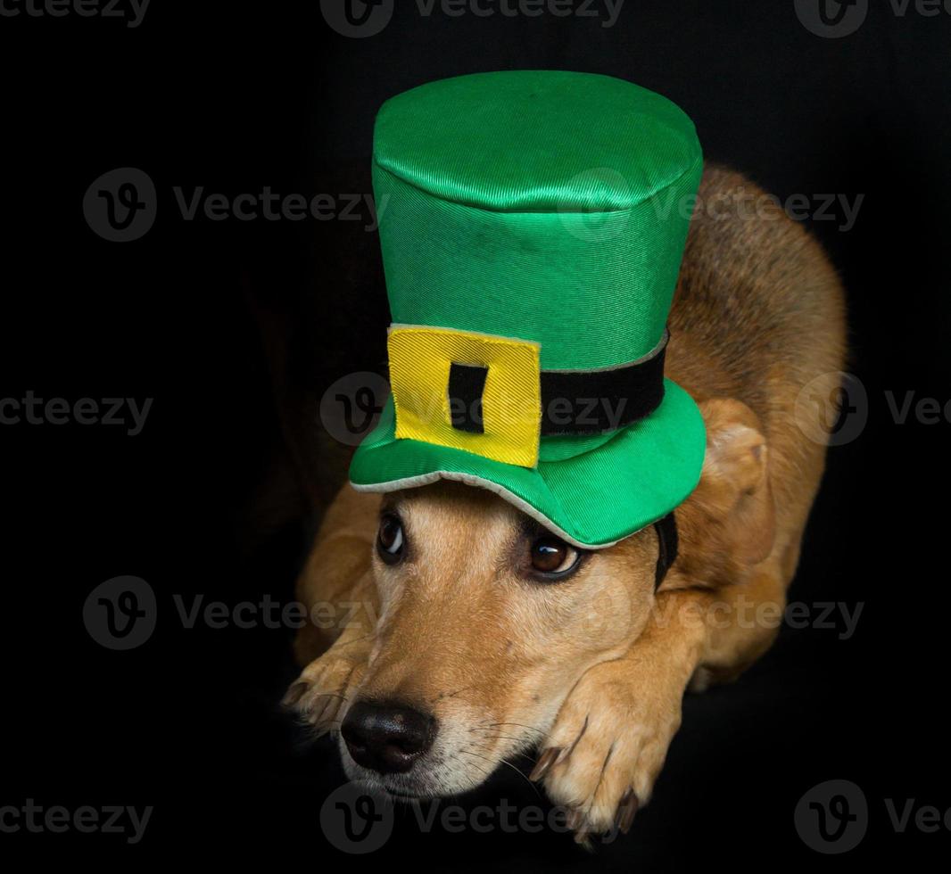 Portrait of a mongrel dog with st patricks day hat photo