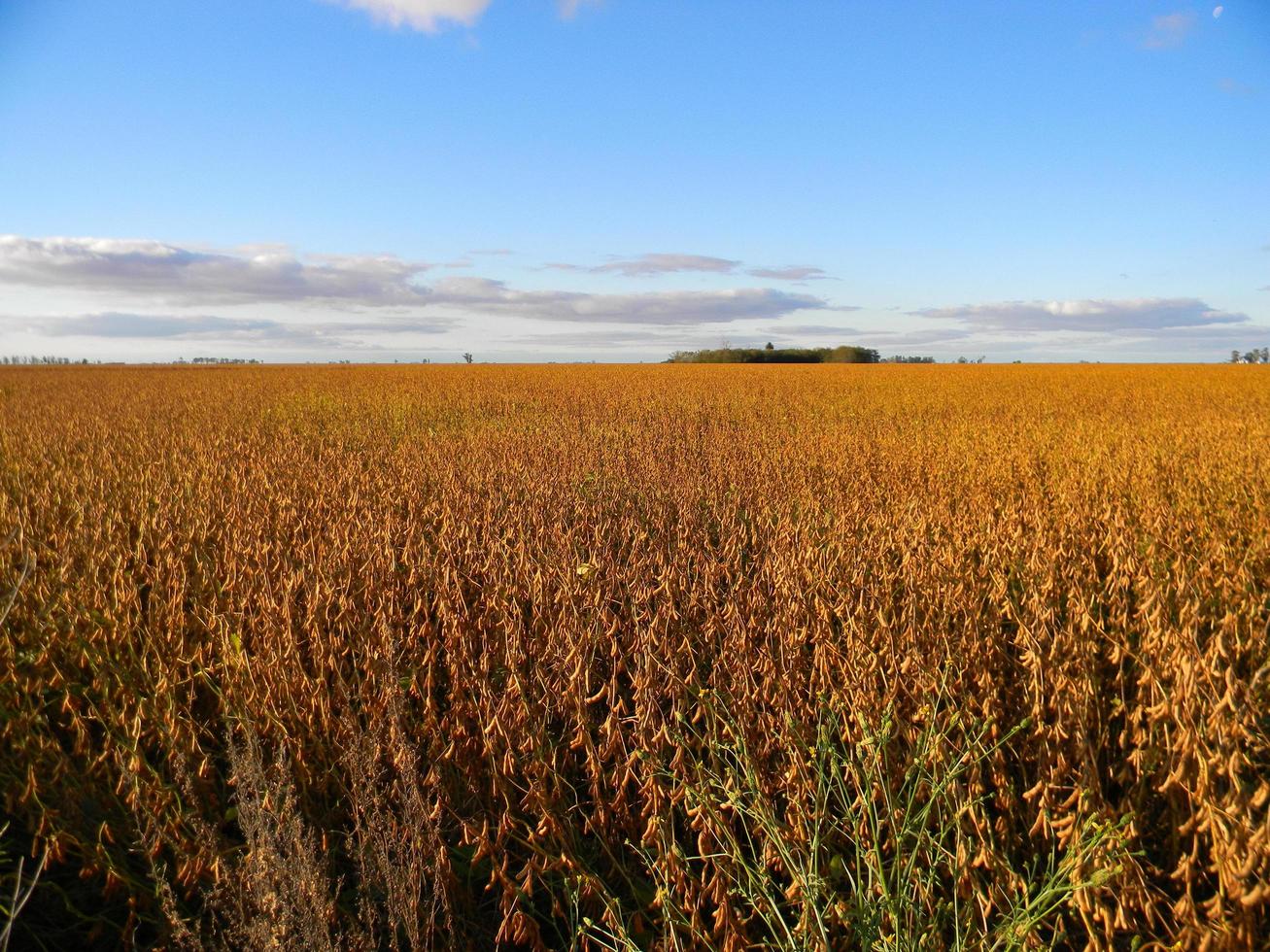 paisaje de campo con plantaciones de soja madura foto