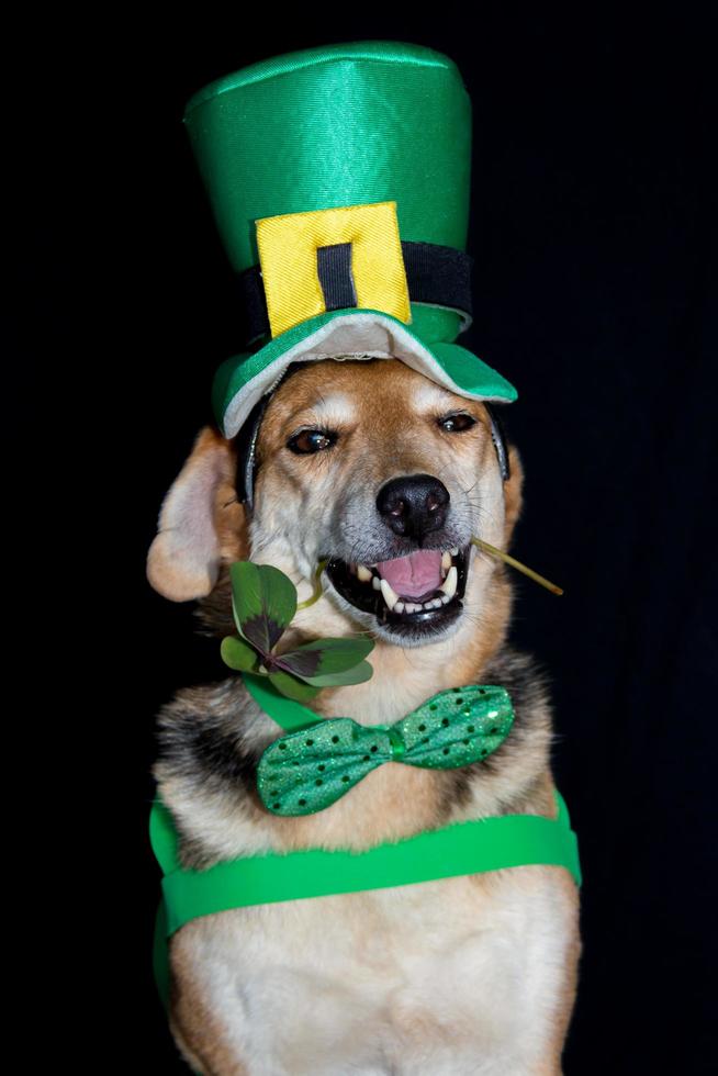 portrait of a mongrel dog with a clover in his mouth and saint patrick's clothes photo