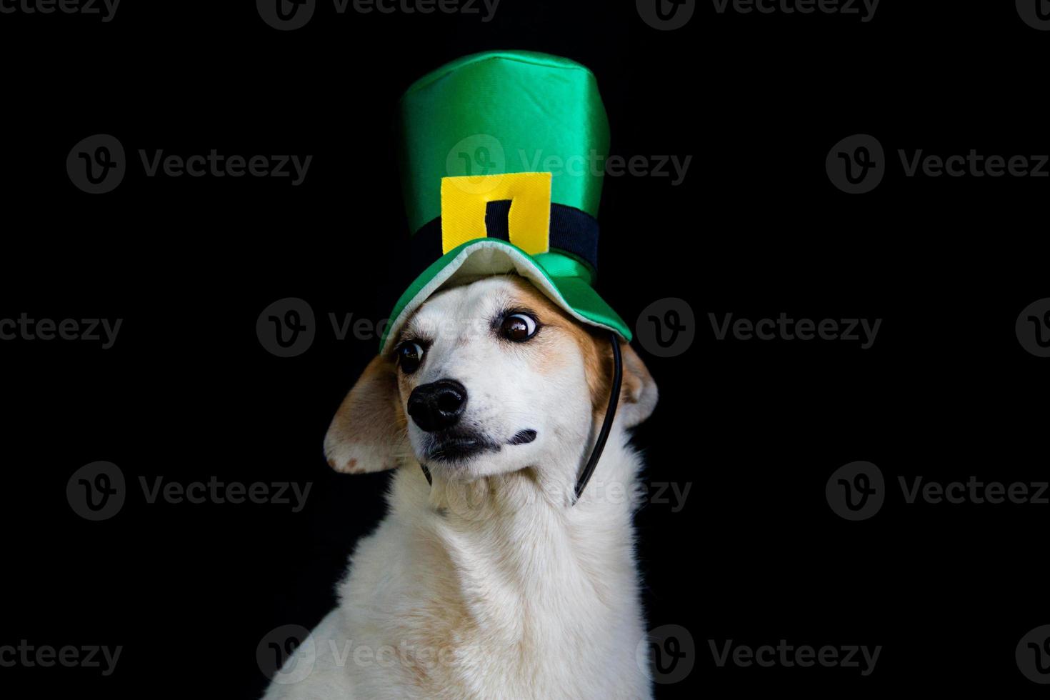 portrait of a mongrel dog with st patricks day hat photo