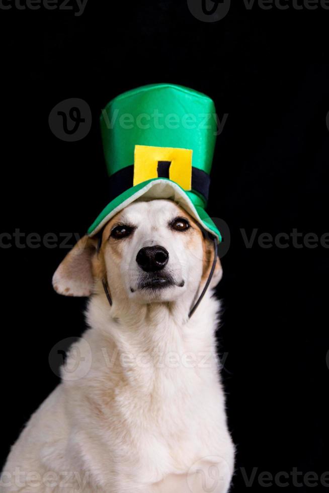 retrato de un perro mestizo con sombrero del día de San Patricio foto