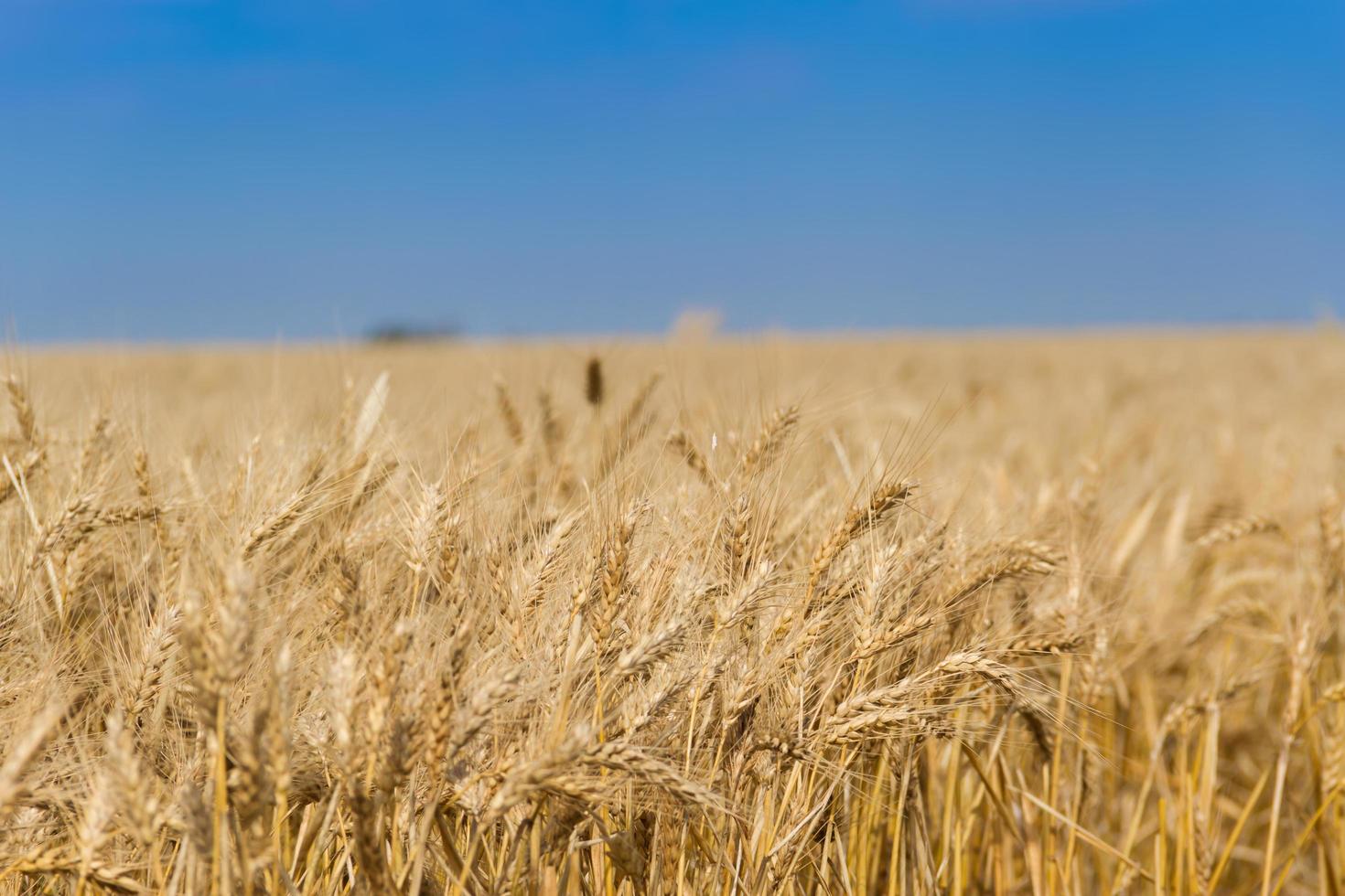 el trigo dorado bajo el sol en las plantaciones de campo foto