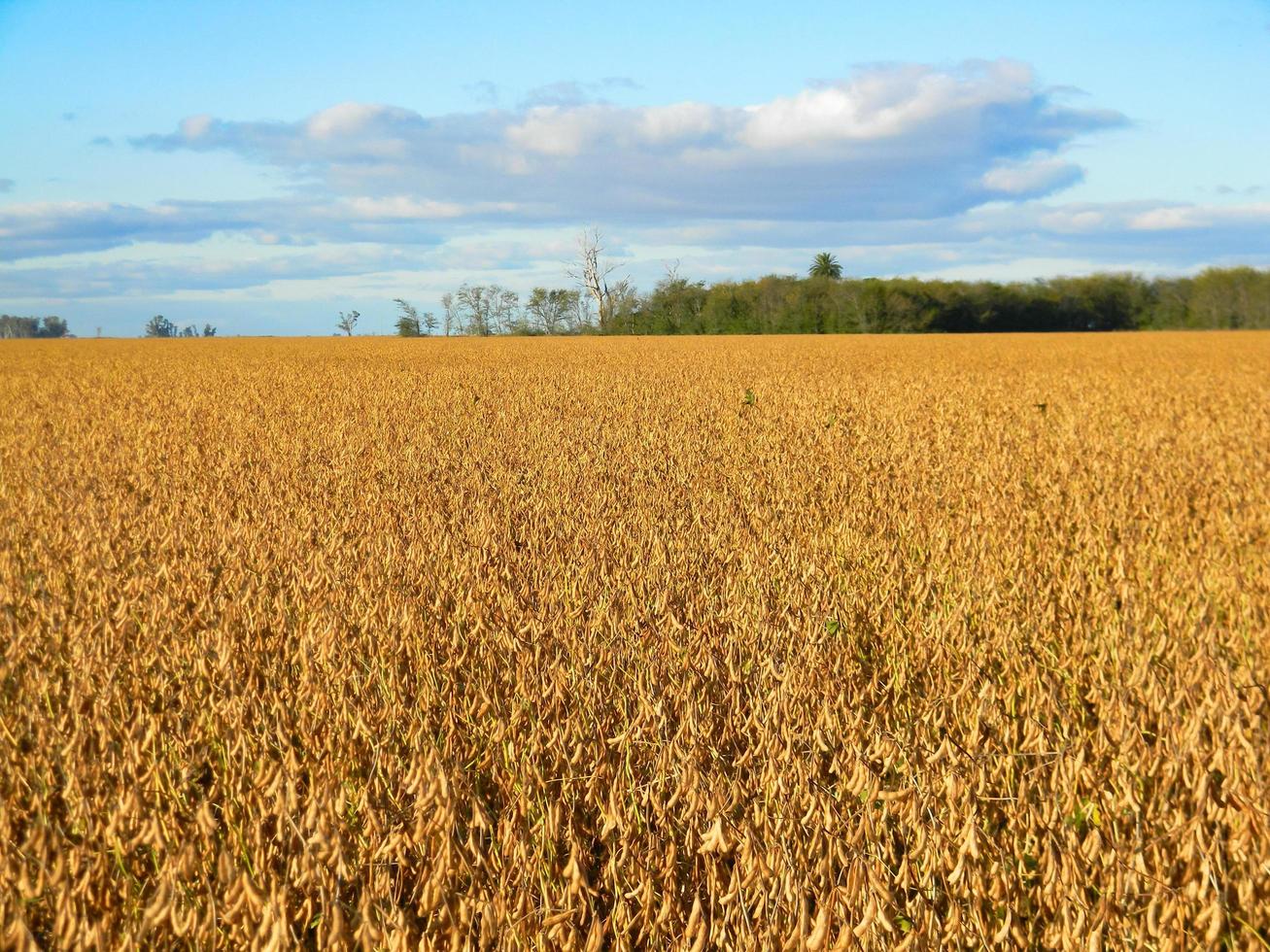 paisaje de campo con plantaciones de soja madura foto