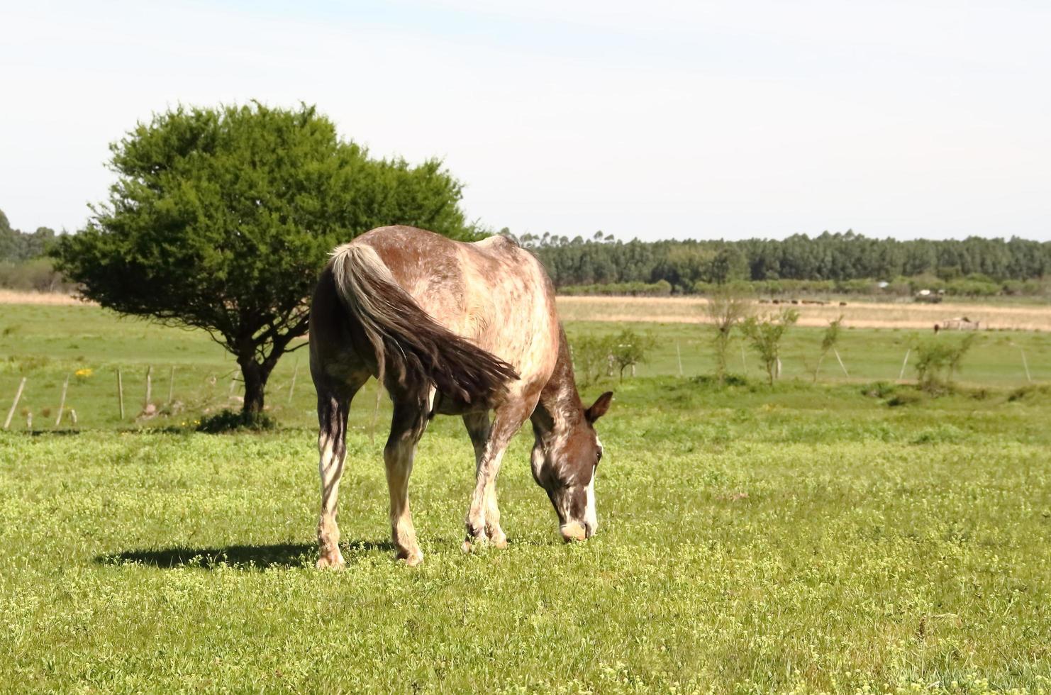 caballos pastando en el prado en primavera foto