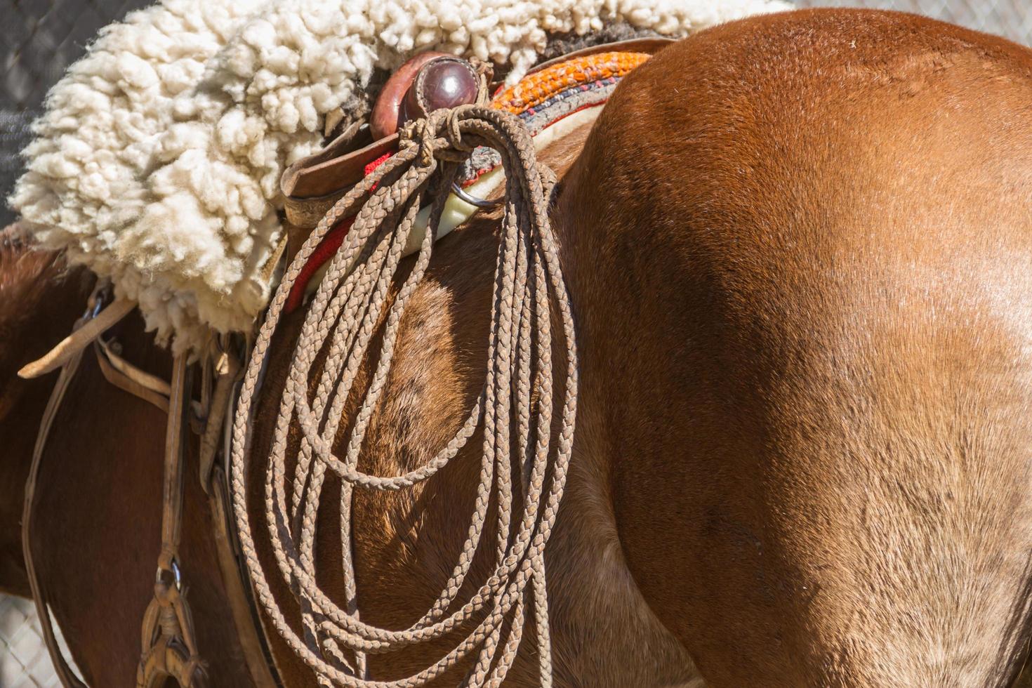 horse mount typical of the pampa argentina photo