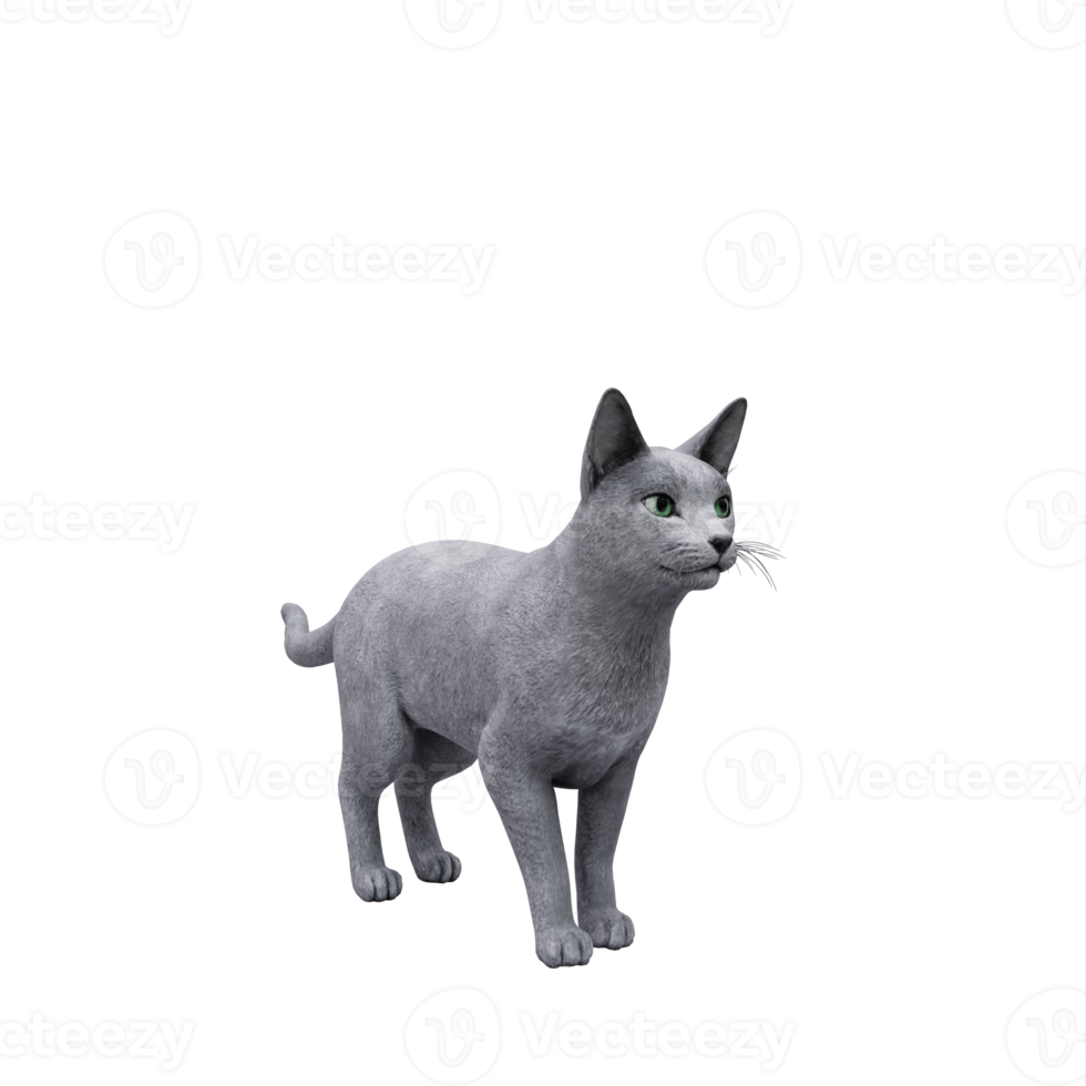 norway cat isolated png