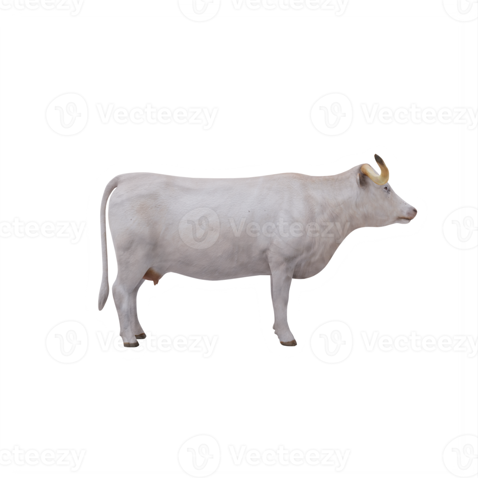 White Texas Longhorn cattle isolated png