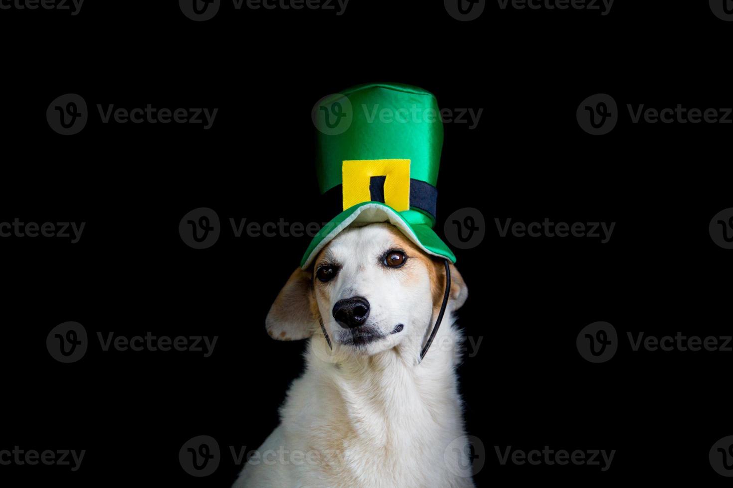 portrait of a mongrel dog with st patricks day hat photo