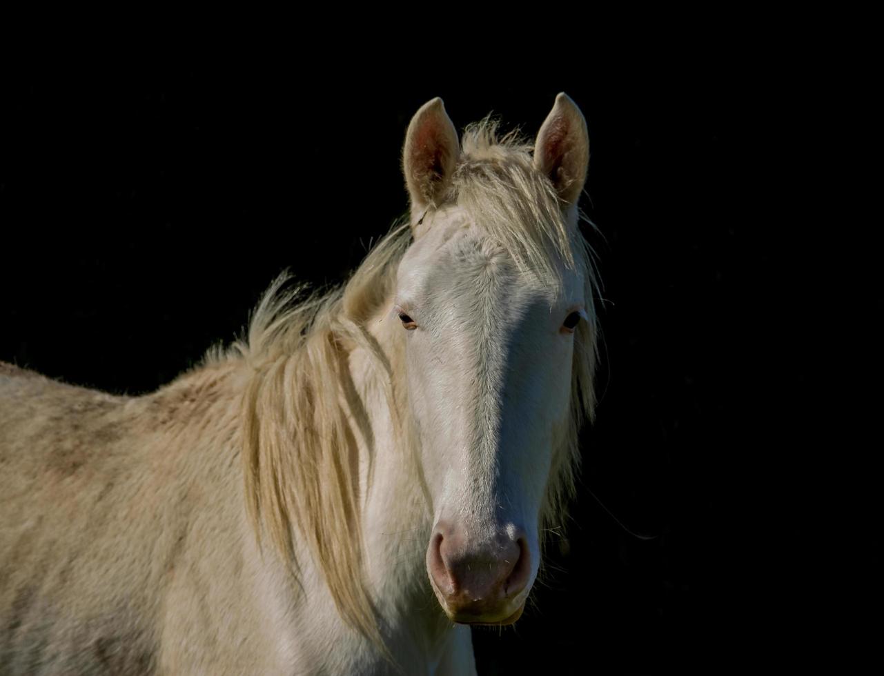 retrato de caballo blanco sobre fondo de contraste negro foto