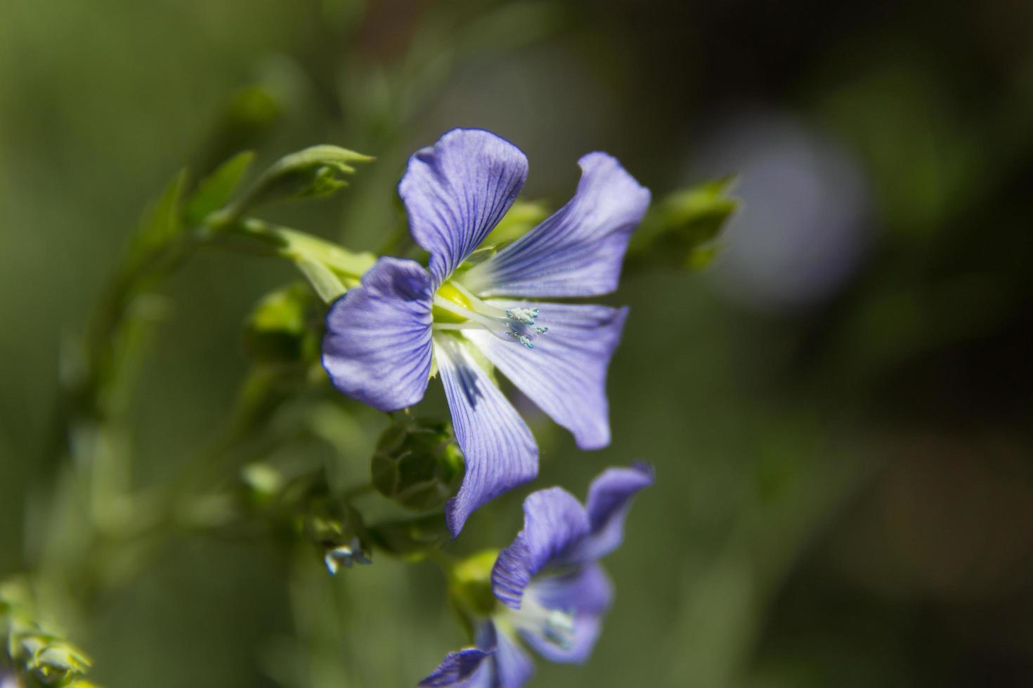 detail of the flax flower in the garden photo