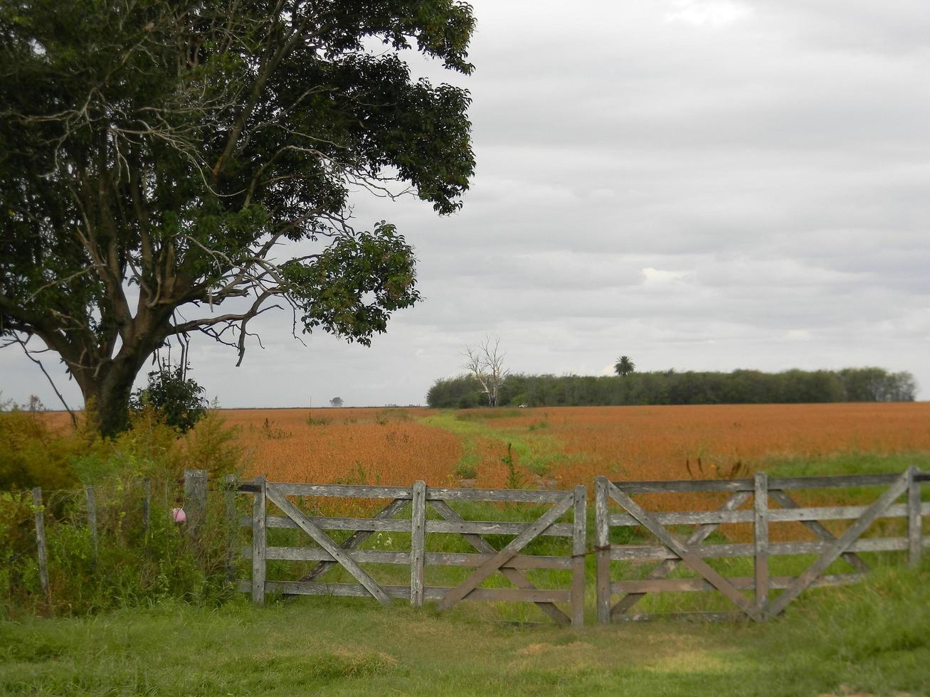 paisaje de campo con puerta y plantación de soja madura foto