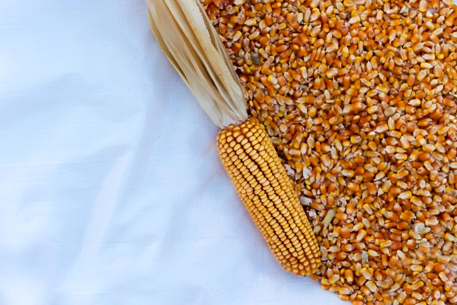 background with texture of corn grains and place for text photo