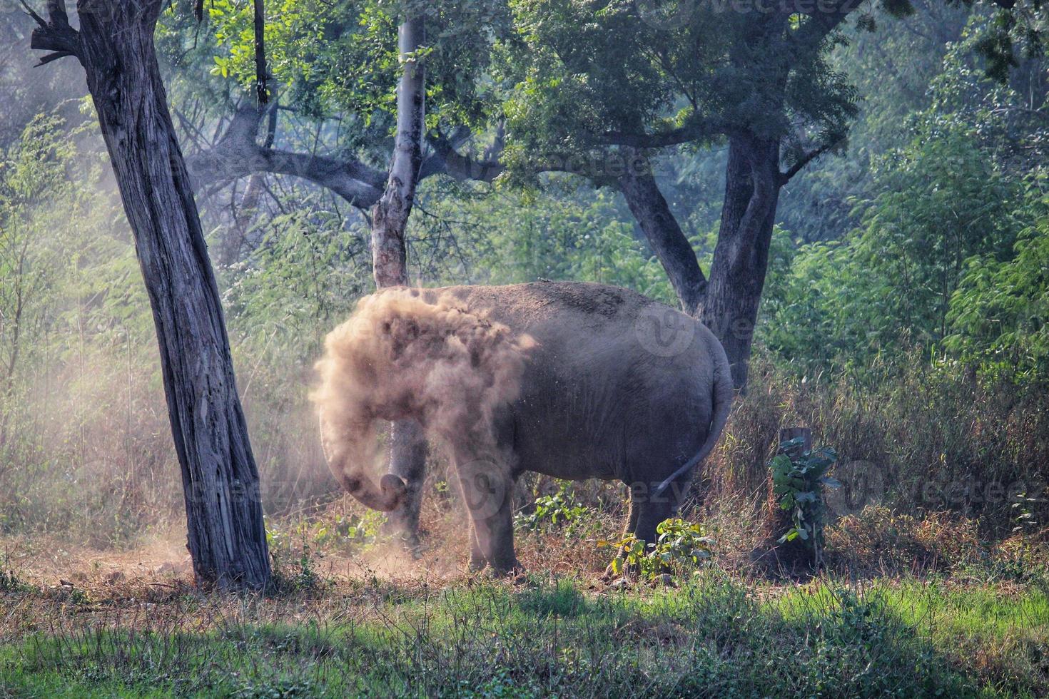 Young, happy male elephant having a sand dust bath spraying dust with his trunk in Delhi Zoo, India photo