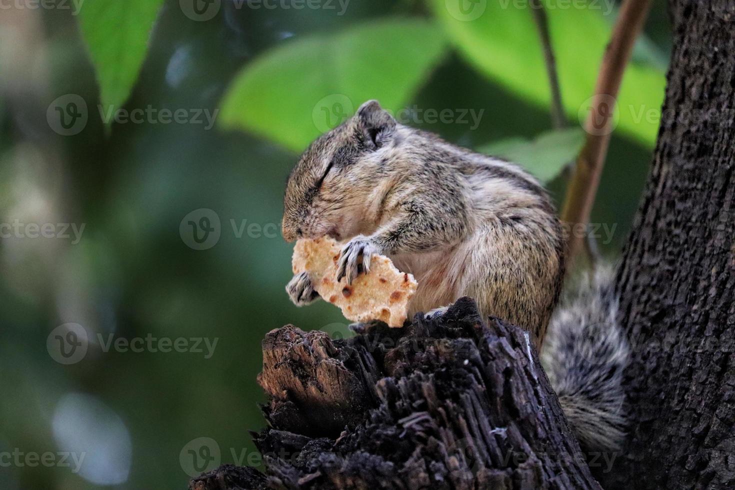 Closeup shot of a looking Indian palm squirrel eating bread against a green blurry background photo