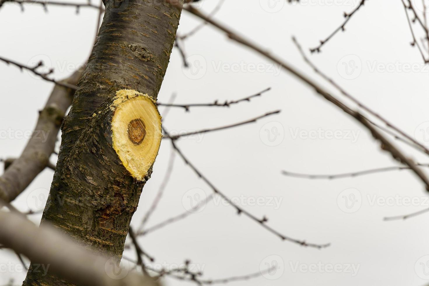 A pruned tree for the correct formation of the crown, as well as for sanitary cleaning of diseased, damaged and withered branches. photo